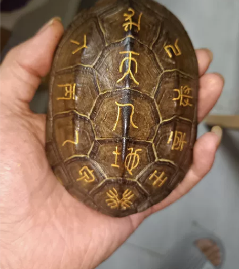 龟甲龟壳刻字一手货源一个也是批发价，全品无...