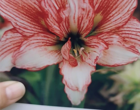 ?倾城之恋 感兴趣的话点“我想要”和我私聊...