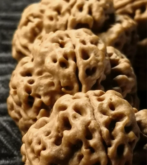 精挑同树大尺寸22.5左右，尼泊尔大金刚菩...