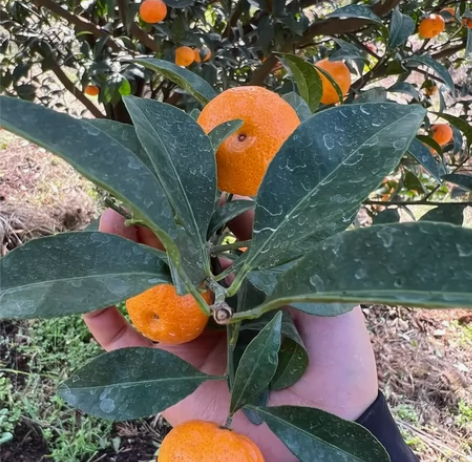 #跑腿 #上门服务 #上门回收 免费倒垃圾...