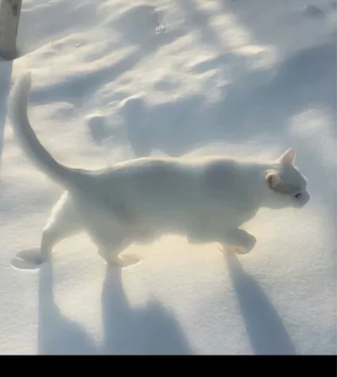 收cos服 只收王者，第五，lol（不玩原...