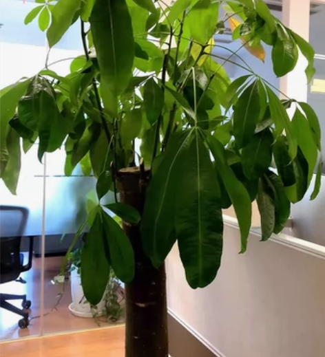 ?酷比魔方 iPlay50 Pro 10....