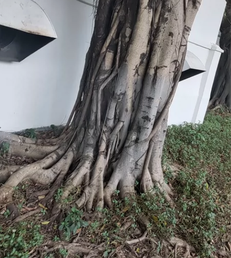 魅族17 黑不拉几 无磨损,无内忧,无外患...