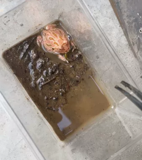 角蛙，都已养定开口，状态没问题，进食很凶猛...