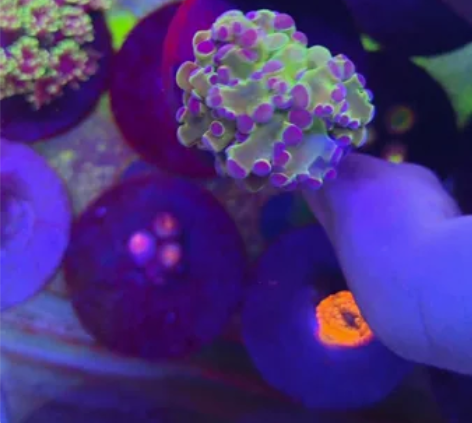 印尼分支蛙卵珊瑚 人工双色蛙卵珊瑚 紫绿蛙...