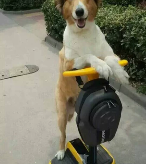 INMOTION/乐行天下平衡车R1，两个...