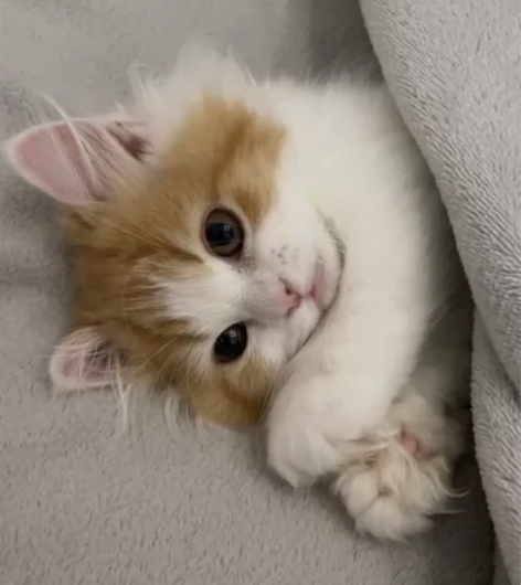 上门帮喂猫、遛狗 本人从小爱小动物，家里现...