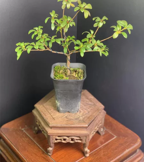 日本皋月杜鹃花-若惠比须 含盆高29冠幅2...