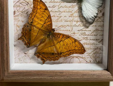 蝴蝶双拼 文蛱蝶和青园粉蝶 真蝴蝶标本 欧...