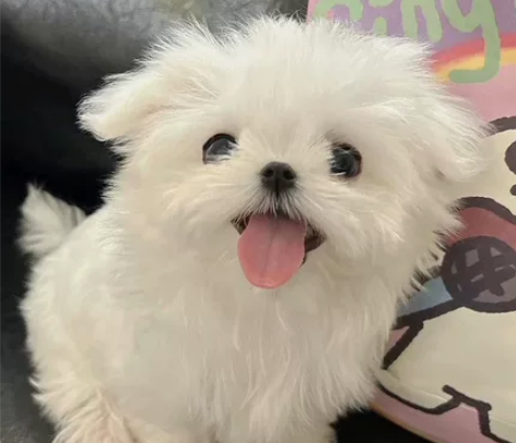 闲置毕业大学生，可以填问卷、点拼多多，百度...