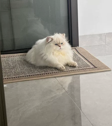 春节期间接桃欣澜苑（我住的小区），以及附近...