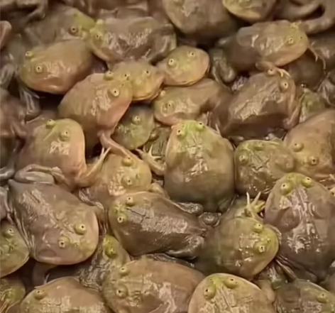 小丑蛙，宠物蛙，桌面网红小丑蛙，饲养最简单...