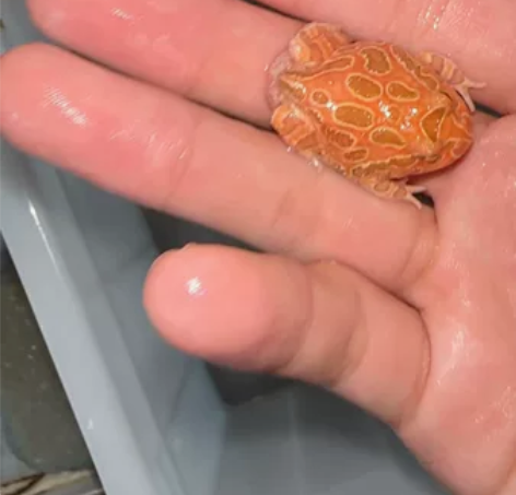 角蛙接批发，黄金角蛙，皮卡丘角蛙，南瓜角蛙...