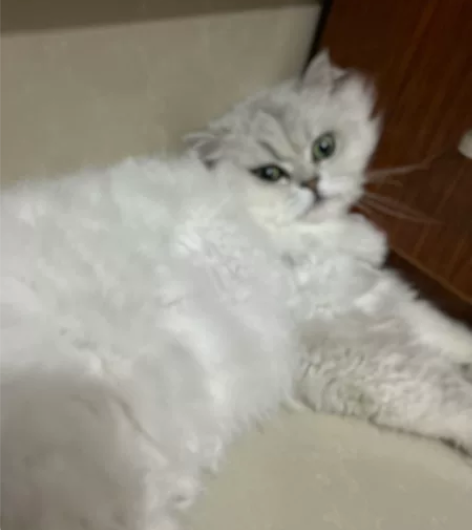 春节上门喂养（2.08-2.10   2....