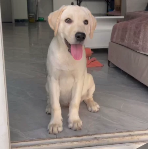 拉布拉多六个月，非常听话，会自己上厕所，不...