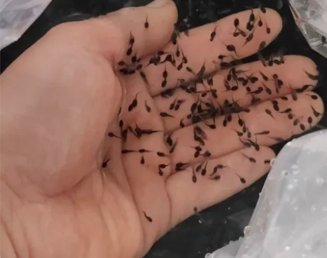自家养殖场牛蛙小蝌蚪，活体宠物，儿童科教，...