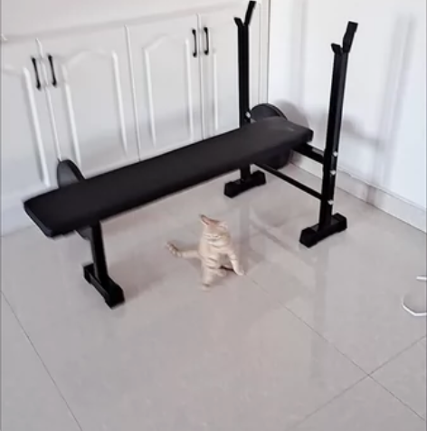 闲置出 卧推架卧推凳子一体 一套全新 年前...