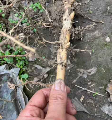 苦竹竹鞭，种上就是一丛小清新的小竹林！19...