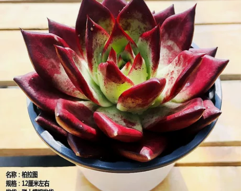红檀汁柏拉图多肉植物稀有品种贵货红孩儿精品...