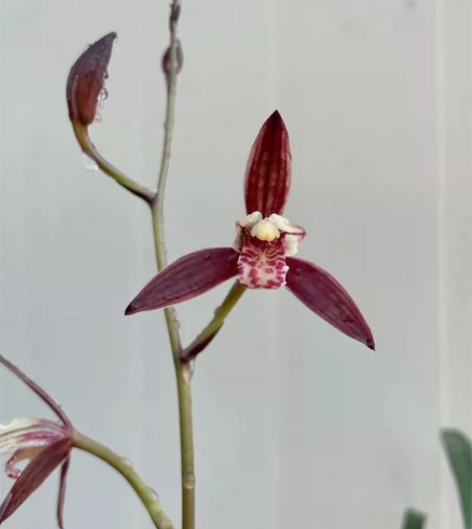 龙年回馈兰友，建兰日月红效漏！ 品名:四季...