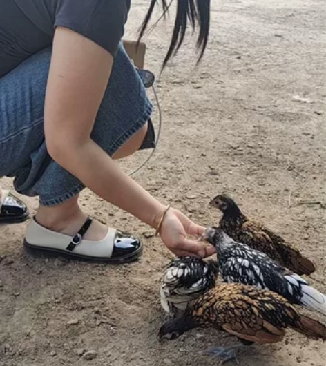 手养观赏波兰鸡 宠物鸡 公波兰 白波兰鸡苗...