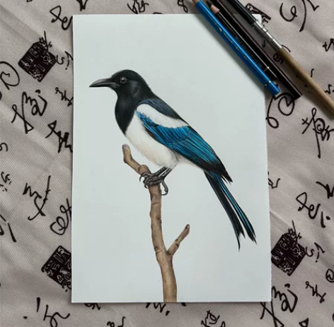 纯手工彩铅画《喜鹊》… 霹雳马彩铅+辉柏嘉...