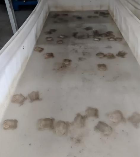 小丑蛙6-8cm一只 ED：申通 SA：吉...