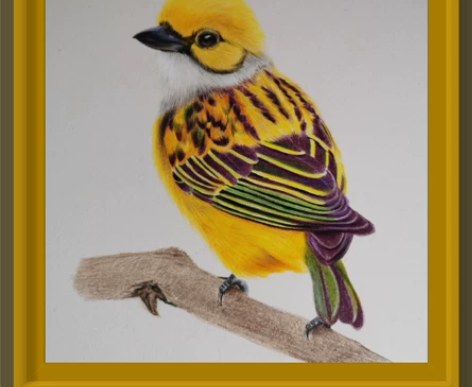 彩铅手绘小鸟 19*27cm 霹雳马彩铅 ...