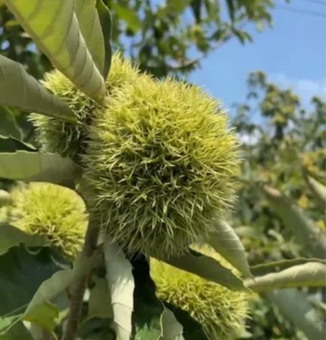 板栗季，宜兴太华富硒地板栗，江浙沪5斤45...