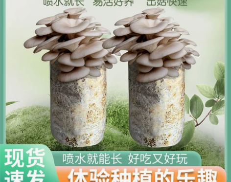 食用蘑菇菌菇包菌菇种植平菇凤尾菇蘑菇种子纯...