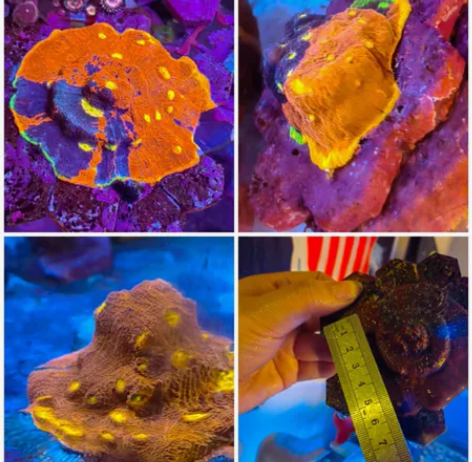 调色盘儿童幼儿园绘画大容量调色板美术生专用...