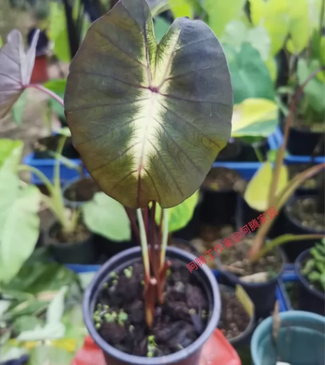 热带风暴芋，ColocasiaTropic...