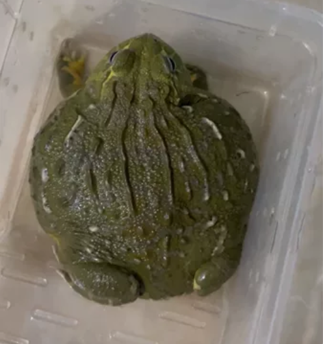 接近一年半的非洲牛蛙母牛，非常胖乎嘴巴是圆...