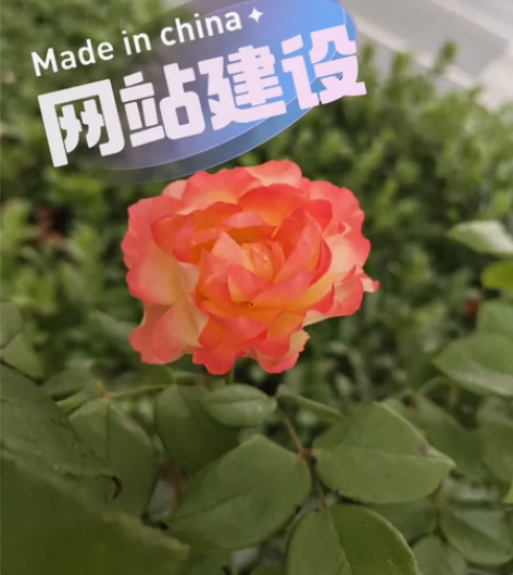 在线接单，企业网站、小程序开发，php开发...