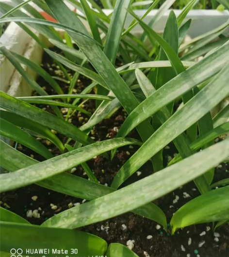 出波兰美人切球苗，母球开过花，大小1.5-...