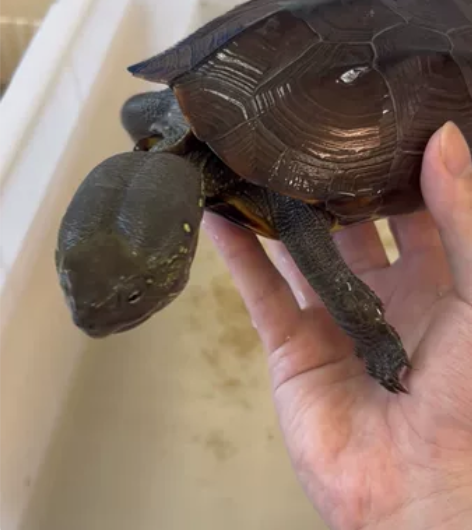 1斤6两 头卡3.7 紫檀满背刀刻 头大 ...