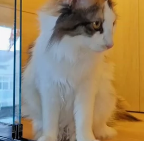 挪威森林猫，弟弟妹妹都有，cfa证书 感兴...