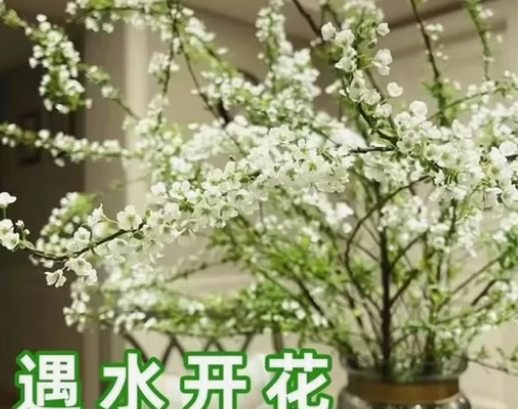 15支9.9现切现发包开花雪柳鲜枝干枝支盆...