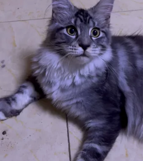 品种 缅因猫（美系） 姓名 饼干性别 妹妹...