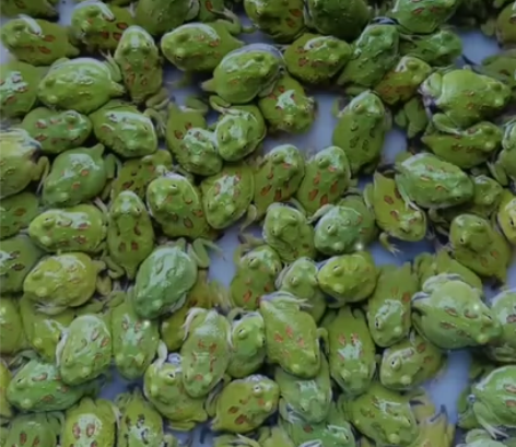 南美角蛙绿角黄金皮卡丘南瓜草莓超皮超宇蛋黄...