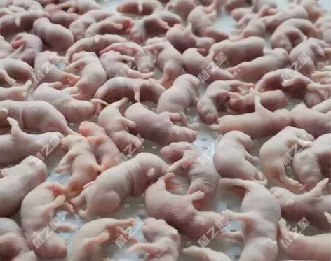 【红皮1-3g】乳鼠冻鼠 50只  可直接...