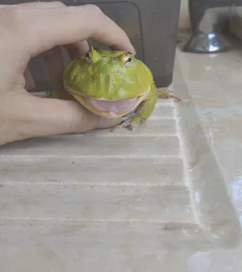 成体蝴蝶角蛙公，吃食正常，就是长的奇奇怪怪...