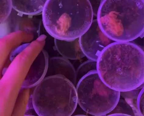 角蛙8块一只（2只以上包邮）可以自提，接批...