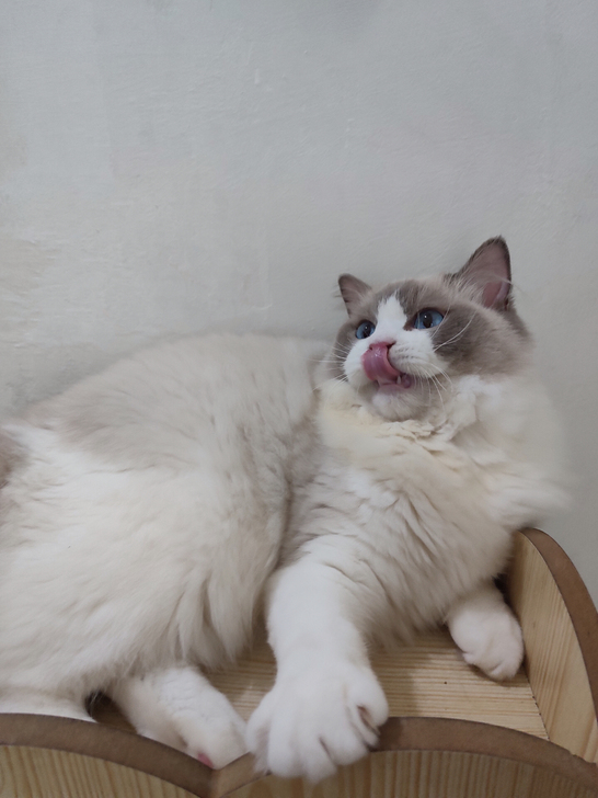 海双布偶猫蓝双布偶猫布偶妹妹新脸版家养。6...