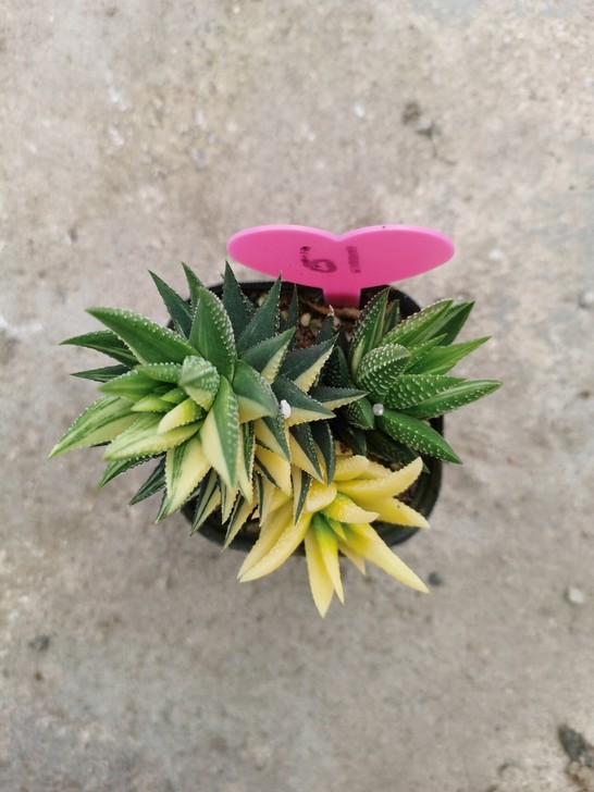 多肉植物，鼓笛锦，十二卷科