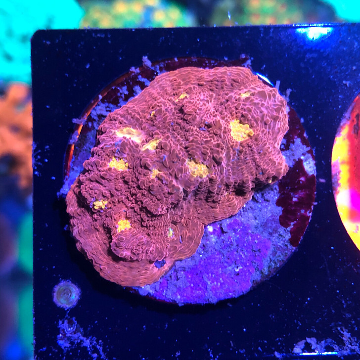 双色调色盘,带一点蓝,3厘米基座