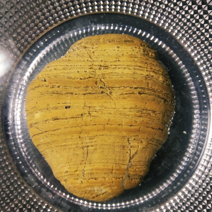 长江珊瑚石1枚，采自长江重庆段珊瑚坝地区，...