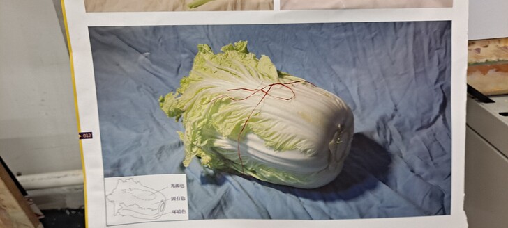 水粉作品