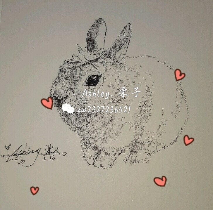 宠物速写定制或钢笔淡彩定制或宠物钢笔淡彩定...