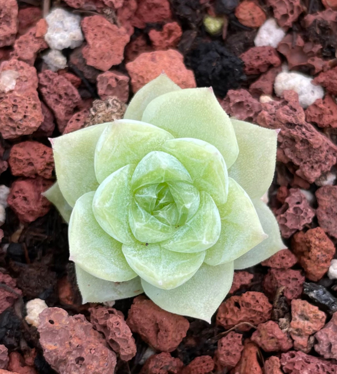 女王，冰心清透暗纹，就干干净净一女王